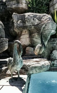 Bird perching on rock