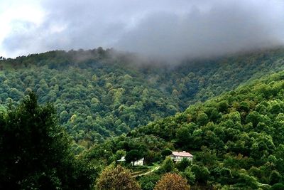 Scenic view of forest against sky