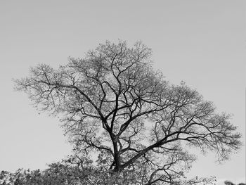 Low angle view of silhouette bare tree against clear sky