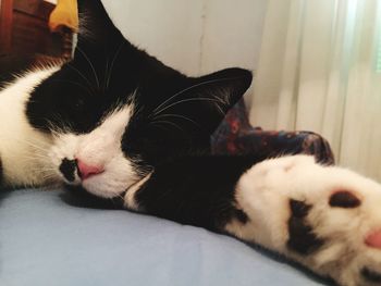 Close-up of cat sleeping on bed