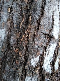 Full frame shot of tree trunk