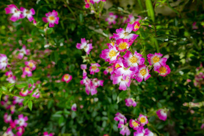 flowering plant