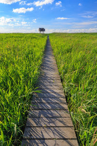 Scenic view of wheat field against sky