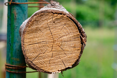 Close-up of tree trunk