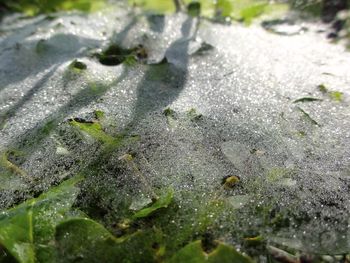 Close-up of plant