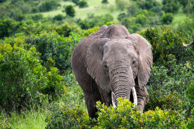 Elephant in a forest