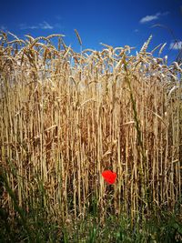 Wheat growing on field against sky