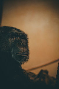 animal