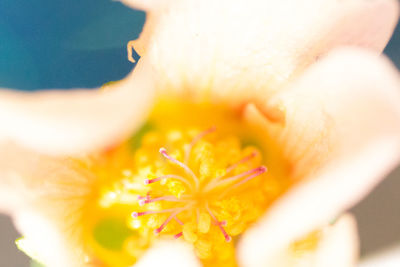 Extreme close up of flower