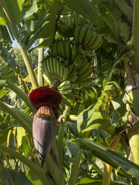 Close-up of banana tree