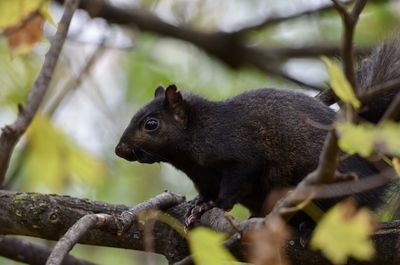 Close-up of a squirrel on tree