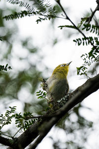 Low angle view of bird perching on tree