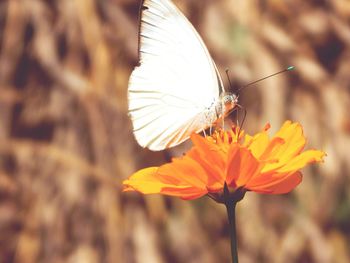 Close-up of butterfly on flower