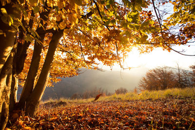 Trees on field during autumn