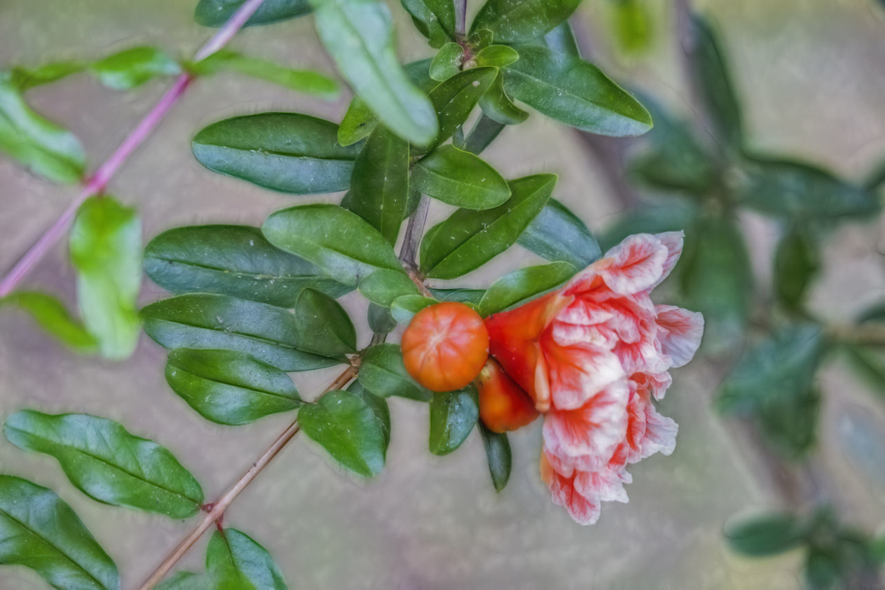 CLOSE-UP OF RED BERRIES ON PLANT