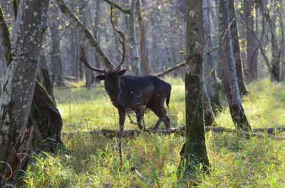 Horse in forest