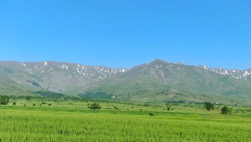 Scenic view of agricultural field against clear blue sky