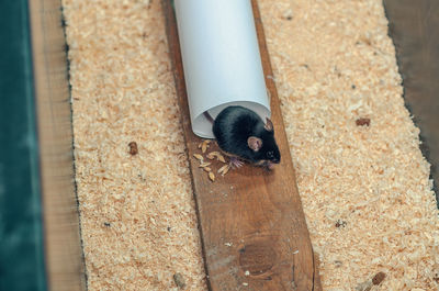 Little black mouse climbs out of white pipe. mouse eats food.