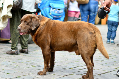 Close-up of dog