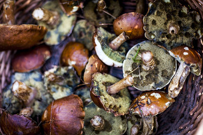 Close-up of mushrooms