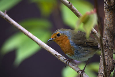 Close-up of bird perching on branch