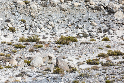 Scenic view of rocks on land