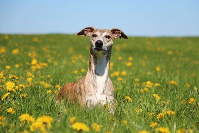 Portrait of dog on field