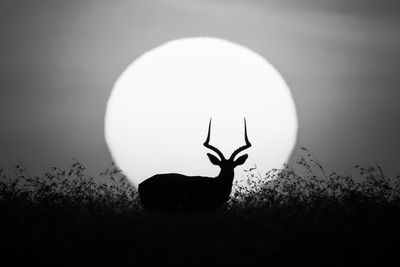 black and white