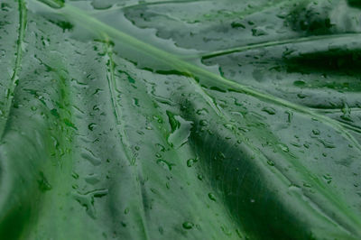 Rain drops on green leaves. abstract texture pattern. nature background. summer monsoon rainy season