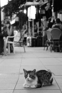 Portrait of cat sitting outdoors