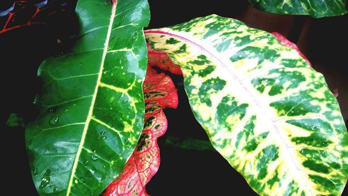 Close-up of insect on leaf against black background