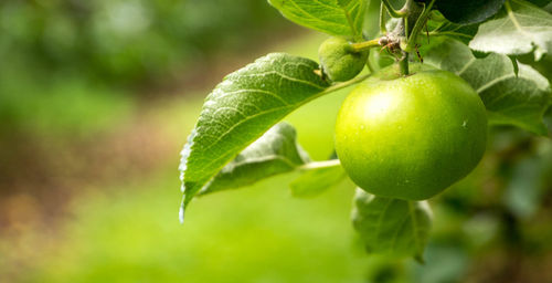 Close-up of apple growing on tree