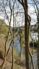 Bare trees in water