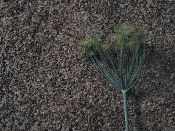 Close-up of feather on field