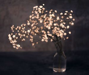 Close-up of illuminated lights on plant at night