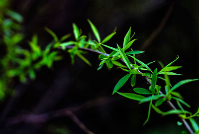 Close-up of small plant