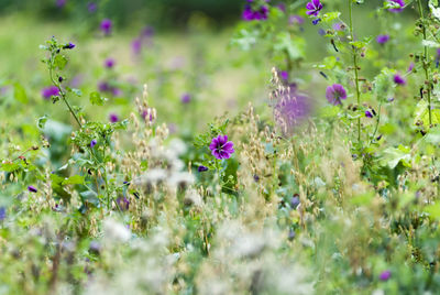 Purple flowers blooming on field