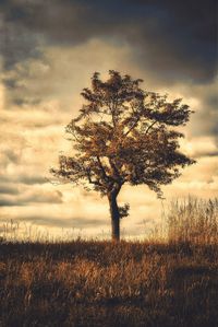 Trees on field against cloudy sky