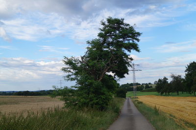 Narrow dirt road along trees