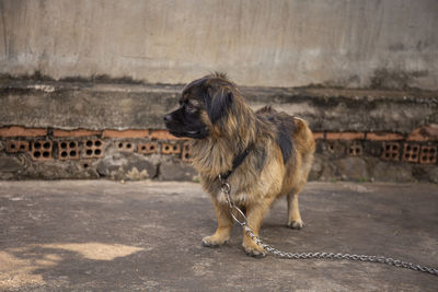 Dog looking away in city