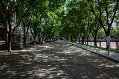 Street amidst trees in city