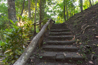 Low angle view of steps amidst trees in forest