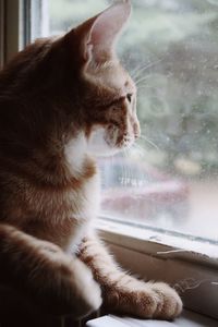 Orange kitten looking out window
