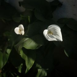 Close-up of white flowers at night