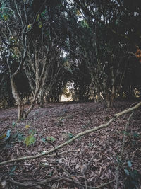 Trees growing on field in forest