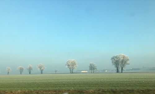 Trees on field against clear blue sky