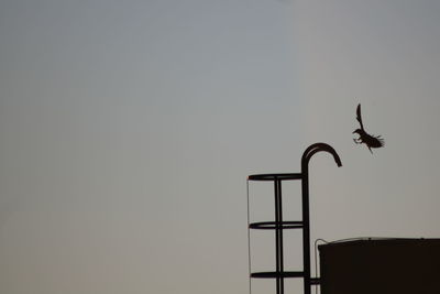 Low angle view of a bird flying