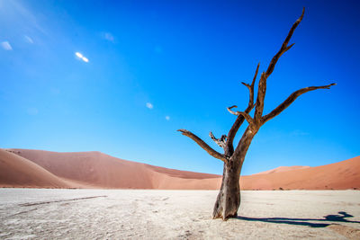Bare tree on sand dune in desert against blue sky