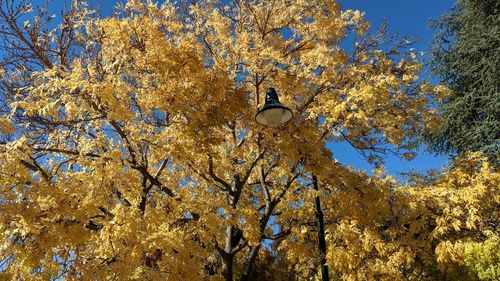 Low angle view of trees against sky during autumn