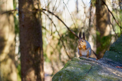 Squirrel on tree trunk